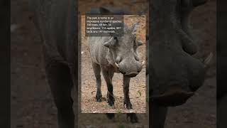 history of Kruger National Park South Africa [upl. by Tillinger]