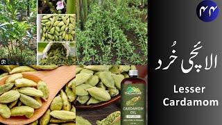 Elaichi Khurd الائچی خُرد  Lesser Cardamom uses and properties [upl. by Cramer]