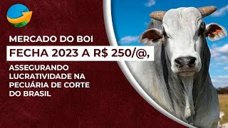 Boi gordo fecha 2023 a R 250 assegurando lucratividade na pecuária de corte do Brasil [upl. by Irahs]