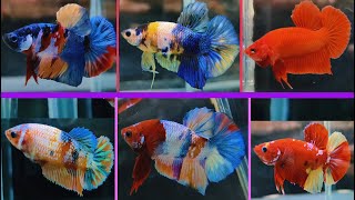 THAILAND IMPORTED BETTA FISH CATALOGUE [upl. by Neibart576]