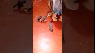 Common myna bird song myna sound mynah sing Shorts  6  Alamin vlog 20 [upl. by Oigimer254]