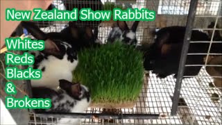 New Zealand Rabbits  Many varieties for upcoming shows [upl. by Fishback]