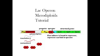 Merodiploids lac operon Part 1 [upl. by Aleac251]