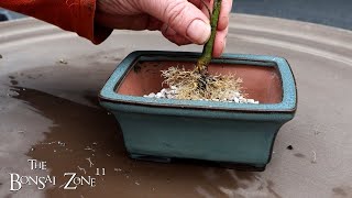 Repotting Small Trees Part 2 The Bonsai Zone March 2024 [upl. by Nyrret]