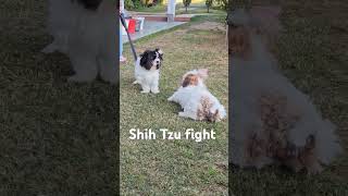 Shih Tzu fight [upl. by Wohlen]