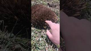 ECHIDNA SIGHTING wildlife [upl. by Brina]