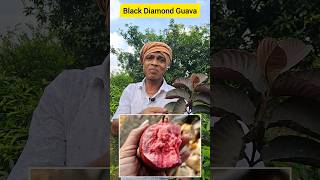 ଦୁଇ ହଜାର ଟଙ୍କିଆ Black Diamond ପିଜୁଳି finally ଆମ ଫାର୍ମରେ rabiorganicfarming [upl. by Josepha987]