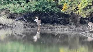 White tailed deer herd seen on Sassafras river in Maryland October 2023 [upl. by Leta512]