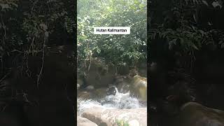 Hutan Kalimantan [upl. by Ajnos]