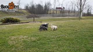 Outgoing Mini Labradoodle Puppies [upl. by Lebasiram]