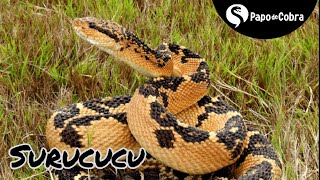 Surucucu ou Pico de Jaca  Cobras Brasileiras 7  Papo de Cobra [upl. by Cazzie]