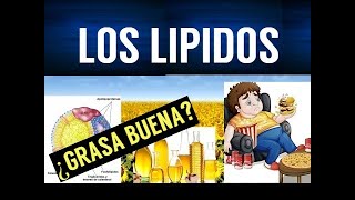 TODO SOBRE LOS LIPIDOS  FUNCIONES Y ENFERMEDADES [upl. by Alliuqa]