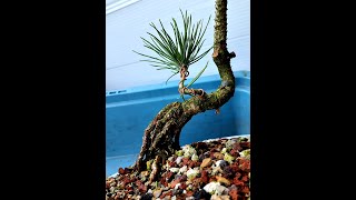 Growing Japanese Black Pine From Seed for Bonsai fall 2024 [upl. by Nairadas537]