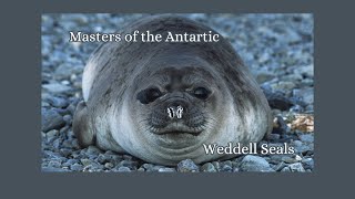 Weddell Seals The Masters of the Antarctic Soundscape [upl. by Notsirb]