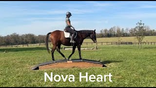 NOVA HEART trail  Adoptable Thoroughbred Mare  New Vocations [upl. by Ellenor]