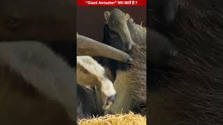 quotGiant anteaterquotचींटीखोर क्या खाते हैं😱 giantanteater youtubeshorts dangerousanimals [upl. by Aric]