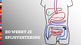 Hoe werkt je spijsvertering  Voedingscentrum [upl. by Preiser]