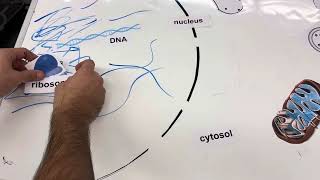 Dr Wolfe  Cell Organelle Interactions  making hexokinase [upl. by Yrallih]