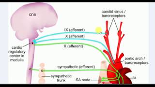 Physiology  1  BARORECEPTOR REFLEX [upl. by Drwde263]