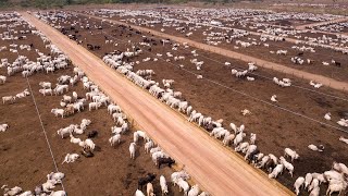 247 Million Cattle In Australia Are Raised This Way  Australia Farming [upl. by Lazaro]