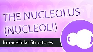 Intracellular Structures The Nucleolus [upl. by Yhtommit970]