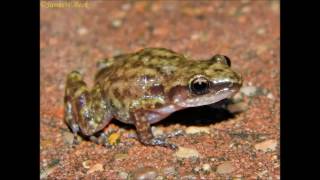 Eleutherodactylus cystignathoides Rio Grande Chirping Frog [upl. by Enrol]