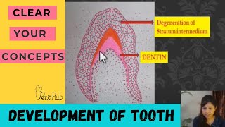 ODONTOGENESIS  Part 2 of Tooth Development [upl. by Imit]