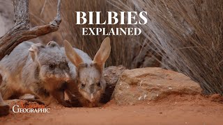 The Adorable Bilby Australias Endangered Superhero [upl. by Brawley]