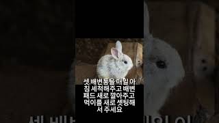 냄새안나는 토끼 만드는법 quot이 물quot을 먹여라 토끼 증류수 물 생수 냄새제거 냄새 [upl. by Cressler]