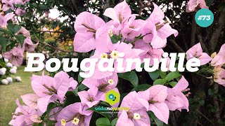 Bougainville [upl. by Erfert]