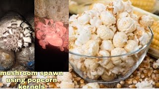 Popcorn kernels For Mushroom spawn making How [upl. by Buskus]