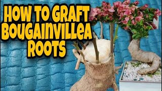 How to graft bougainvillea roots  Bougainvillea Bonsai  Multigrafting bougainvillea [upl. by Elimay583]