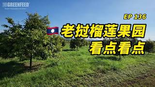 EP136 老挝榴莲果园看点看点Durian plantation in Laos using Greenfeed20241105 [upl. by Airtap261]