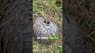 Chinese pangolin is the smallest pangolin but very powerful did you know they can…… [upl. by Opalina]