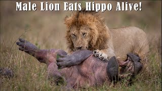 Male Lion Eats Hippo Alive  Unedited Footage with Original Audio  Not for Sensitive Viewers [upl. by Artie]