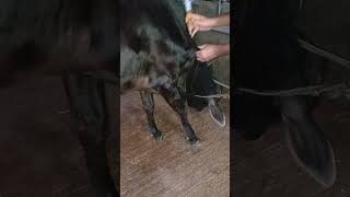 Amaino acid second dose tag number 93 goru cow gomata [upl. by Macgregor121]