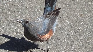 Blue Rock Thrush  Monticola solitarius  from August to October 2023 [upl. by Lawrenson]