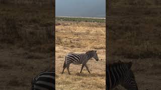 Ngorongoro Crater Tanzaniaanimals wildlife nature [upl. by Spector956]