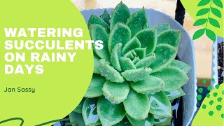 Watering Succulents During Rainy Season [upl. by Kenison]