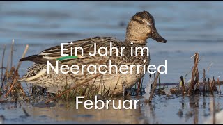 Februar im Neeracherried Überwinternde Wasservögel [upl. by Nalorac470]