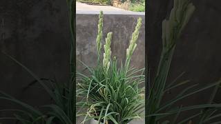 How to grow Tuberose plant in a pot on the terrace tuberose rajnigandha flower gtgarden shorts [upl. by Minnnie451]