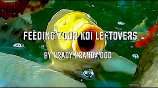 Feeding Your Koi Leftovers amp Natural Foods [upl. by Bedad]