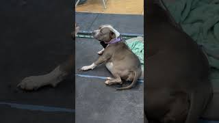 Sleepy Harleigh after greeting people at Dogfest all day adoptable staffy rescuedogs [upl. by Orms85]