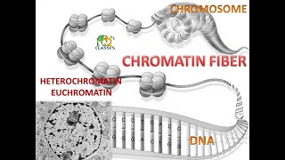 CHROMATIN STRUCTURE  HETEROCHROMATIN  EUCHROMATIN  NEET  HS [upl. by Yalhsa]