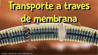 Membrana plasmática I Transporte a través de membrana [upl. by Ecirp]