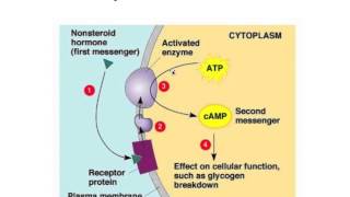 5V Hormonale regulatie op celniveau [upl. by Adnorhs187]