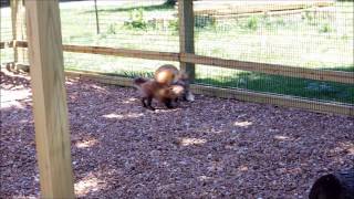 Fox Kits and Chuckles in New Enclosure [upl. by Leahci]