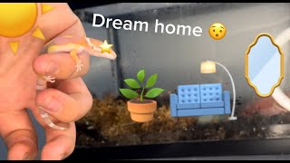 I made my leopard gecko his DREAM HOME [upl. by Freyah]