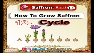 Saffron Crocus sativus part 15  How To Grow Saffron ➡️12 Cycle [upl. by Adnohsal234]