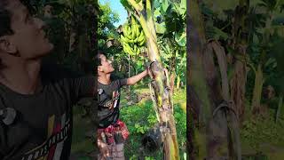 আজ দেখাব কলা গাছের গুরুত্বপর্ণ tips। How to take care banana tree banana bananatree agriculture [upl. by Ettennat947]